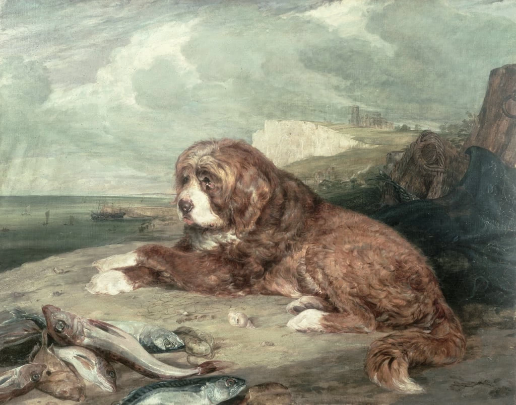 Un vecchio cane di Terranova